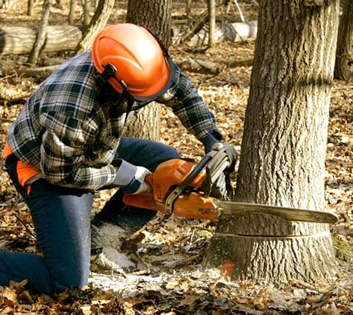 Tree Removal in Woodstock, MD